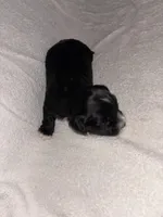 Morkiepoo 2, a female Maltipoo and Yorkshire Terrier for sale in West Covina, CA – Photo 4 of 10