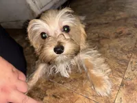 Morkiepoo 1, a male Maltipoo and Yorkshire Terrier for sale in West Covina, CA – 2 of 10