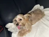 Morkiepoo 1, a male Maltipoo and Yorkshire Terrier for sale in West Covina, CA – 4 of 10