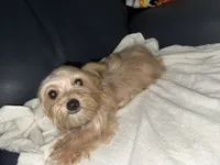 Morkiepoo 1, a male Maltipoo and Yorkshire Terrier for sale in West Covina, CA – 3 of 10