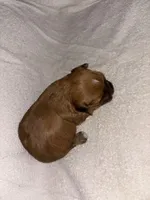 Morkiepoo 1, a male Maltipoo and Yorkshire Terrier for sale in West Covina, CA – Photo 6 of 10