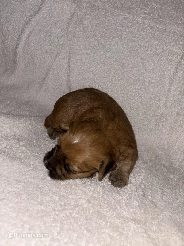 Morkiepoo 1 – Maltipoo, Yorkshire Terrier puppy for sale in West Covina, CA