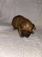 Morkiepoo 1, a male Maltipoo and Yorkshire Terrier for sale in West Covina, CA – Photo 9 of 10