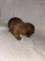 Morkiepoo 1, a male Maltipoo and Yorkshire Terrier for sale in West Covina, CA – Photo 8 of 10