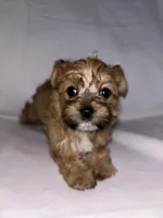 Morkiepoo 1, a male Maltipoo and Yorkshire Terrier for sale in West Covina, CA – 4 of 10