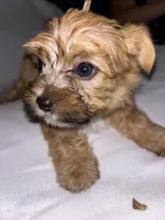 Morkiepoo 1, a male Maltipoo and Yorkshire Terrier for sale in West Covina, CA – 2 of 10