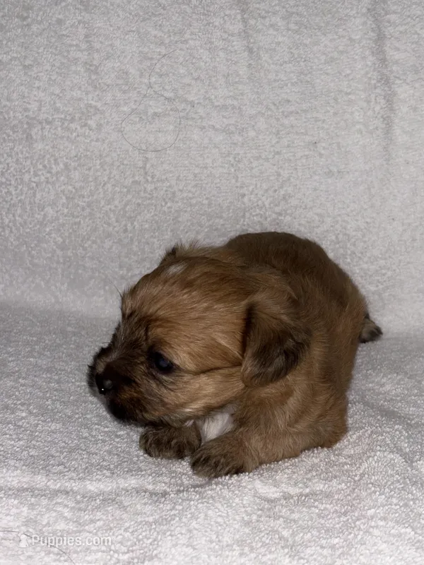 Morkiepoo 1 – Maltipoo, Yorkshire Terrier puppy for sale in West Covina, CA