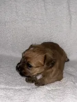 Morkiepoo 1, a male Maltipoo and Yorkshire Terrier for sale in West Covina, CA – 5 of 10
