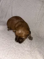 Morkiepoo 1, a male Maltipoo and Yorkshire Terrier for sale in West Covina, CA – Photo 5 of 10