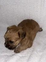 Morkiepoo 1, a male Maltipoo and Yorkshire Terrier for sale in West Covina, CA – 7 of 10