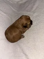 Morkiepoo 1, a male Maltipoo and Yorkshire Terrier for sale in West Covina, CA – Photo 7 of 10