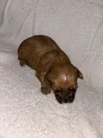 Morkiepoo 1, a male Maltipoo and Yorkshire Terrier for sale in West Covina, CA – Photo 2 of 10