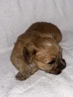 Morkiepoo 1, a male Maltipoo and Yorkshire Terrier for sale in West Covina, CA – 6 of 10