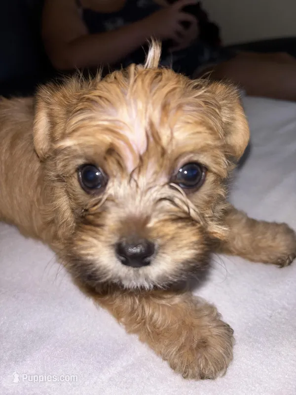 Morkiepoo 1 – Maltipoo, Yorkshire Terrier puppy for sale in West Covina, CA