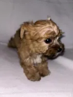 Morkiepoo 1, a male Maltipoo and Yorkshire Terrier for sale in West Covina, CA – 3 of 10
