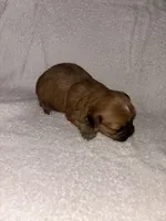 Morkiepoo 1, a male Maltipoo and Yorkshire Terrier for sale in West Covina, CA – Photo 4 of 10