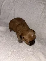 Morkiepoo 1, a male Maltipoo and Yorkshire Terrier for sale in West Covina, CA – Photo 3 of 10