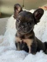Rocky, a male French Bulldog for sale in Whittier, CA – 1 of 3