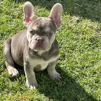 Bailey, a male French Bulldog for sale in Whittier, CA – Photo 1 of 2