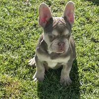 Bailey, a male French Bulldog for sale in Whittier, CA – Photo 2 of 2