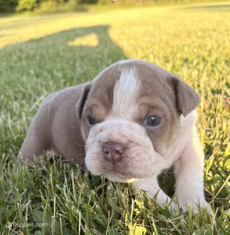 Winston  – English Bulldog puppy for sale in Kalamazoo, MI