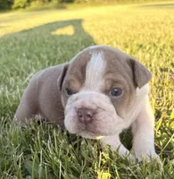 SNOOP, a male English Bulldog for sale in Kalamazoo, MI – 8 of 10