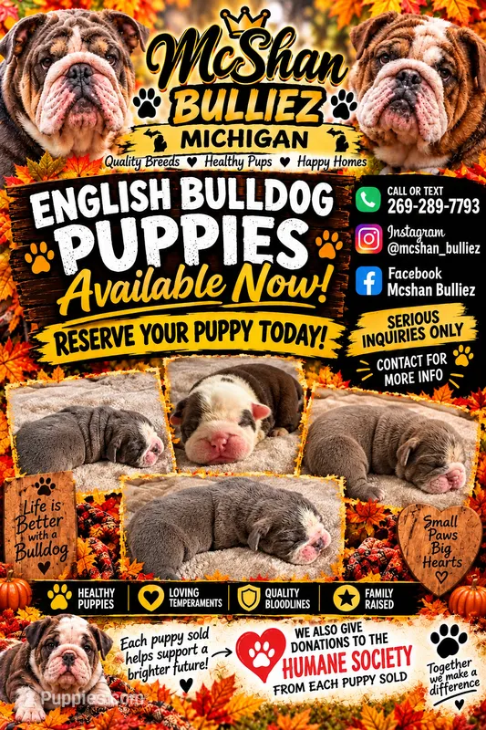 ENGLISH BULLDOG PUPS!! – English Bulldog puppy for sale in Kalamazoo, MI