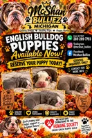 ENGLISH BULLDOG PUPS!!, a male English Bulldog for sale in Kalamazoo, MI – 1 of 6