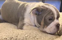 processed/262eab00-0933-42f3-96f1-e2bd23bfe764/listing/202d5a3c-f90c-44f2-a12d-41574913aa3e/37a4a03a-8791-434d-9071-62ab56e985e9