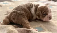 Winston , a male English Bulldog for sale in Kalamazoo, MI – 2 of 3