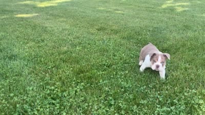 SNOOP, a male English Bulldog for sale in Kalamazoo, MI – 2 of 10
