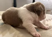 Winston , a male English Bulldog for sale in Kalamazoo, MI – 3 of 3