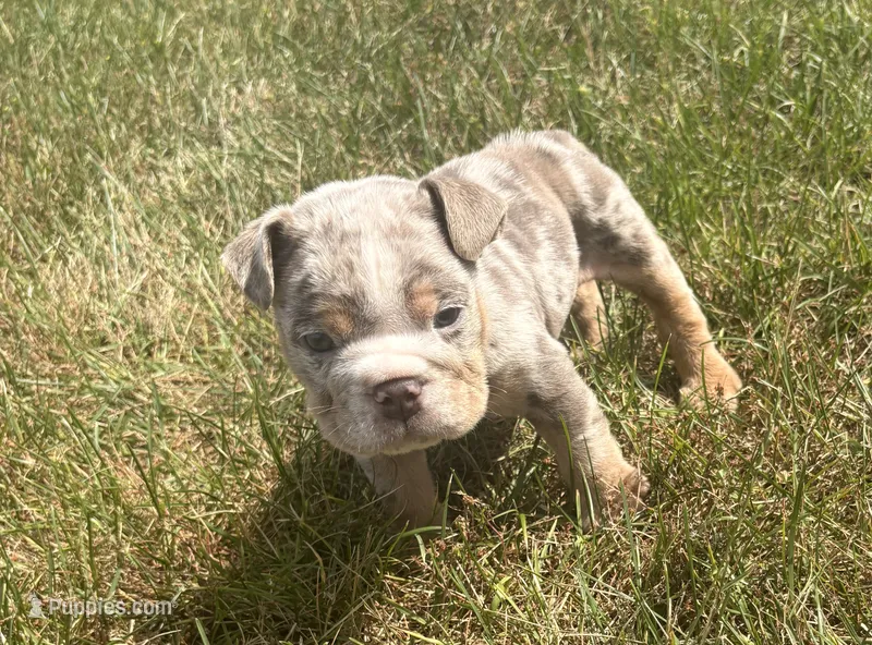 Freckles  – English Bulldog puppy for sale in Kalamazoo, MI