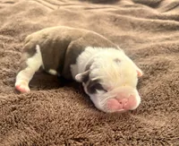 ENGLISH BULLDOG PUPS!!, a male English Bulldog for sale in Kalamazoo, MI – 4 of 6