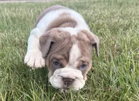 SNOOP, a male English Bulldog for sale in Kalamazoo, MI – 6 of 10