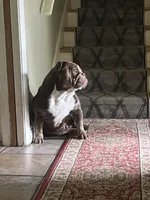 ENGLISH BULLDOG PUPS!!, a male English Bulldog for sale in Kalamazoo, MI – 6 of 6