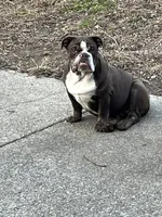 ENGLISH BULLDOG PUPS!!, a male English Bulldog for sale in Kalamazoo, MI – 5 of 6