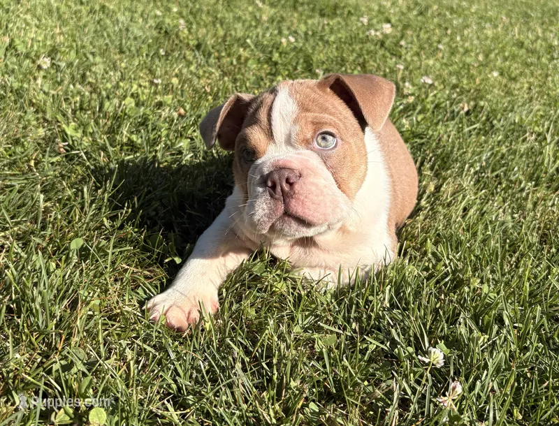 SNOOP – English Bulldog puppy for sale in Kalamazoo, MI