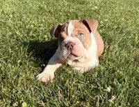 SNOOP, a male English Bulldog for sale in Kalamazoo, MI – 1 of 10