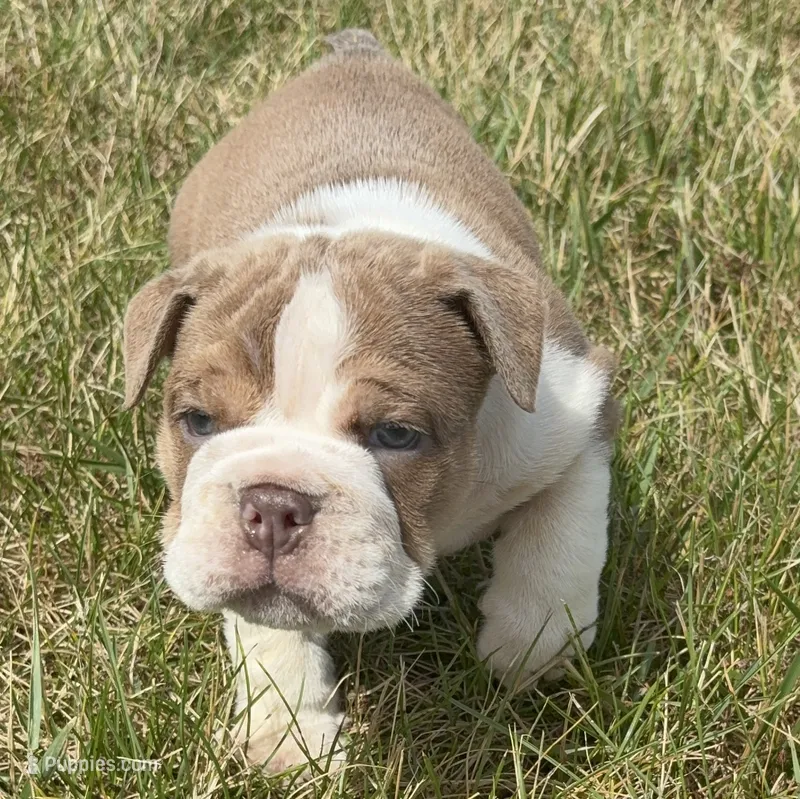 Winston  – English Bulldog puppy for sale in Kalamazoo, MI
