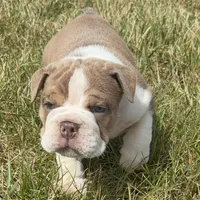 SNOOP, a male English Bulldog for sale in Kalamazoo, MI – 4 of 10