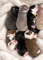 ENGLISH BULLDOG PUPS!!, a male English Bulldog for sale in Kalamazoo, MI – 2 of 6