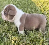 SNOOP, a male English Bulldog for sale in Kalamazoo, MI – 3 of 10