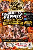 ENGLISH BULLDOG PUPS!!, a male English Bulldog for sale in Kalamazoo, MI – 3 of 6