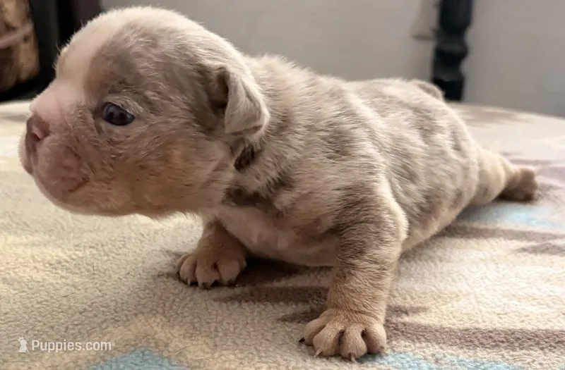 Freckles  – English Bulldog puppy for sale in Kalamazoo, MI