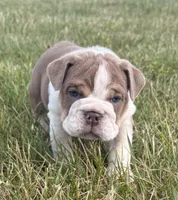 SNOOP, a male English Bulldog for sale in Kalamazoo, MI – 5 of 10