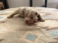 Freckles , a male English Bulldog for sale in Kalamazoo, MI – 3 of 3