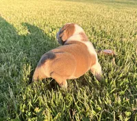 SNOOP, a male English Bulldog for sale in Kalamazoo, MI – 9 of 10