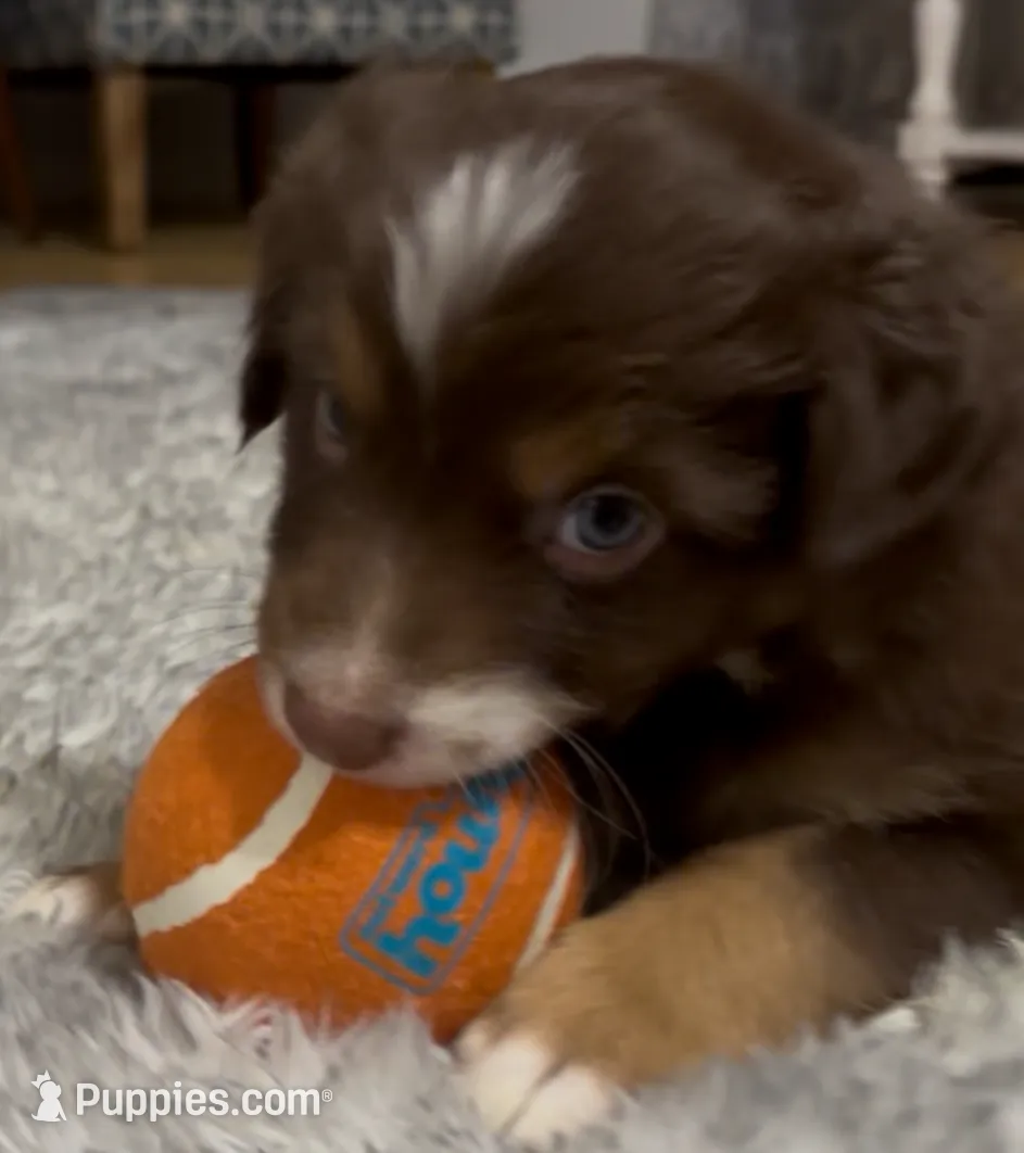 Pinot, a male Australian Shepherd for sale in Old Lyme, CT – Photo 3 of 6