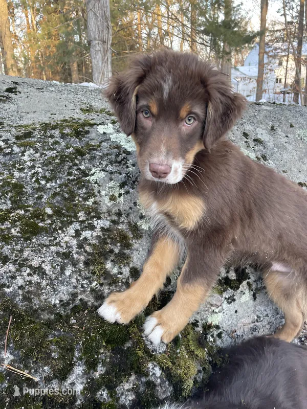 Pinot – Australian Shepherd puppy for sale in Old Lyme, CT